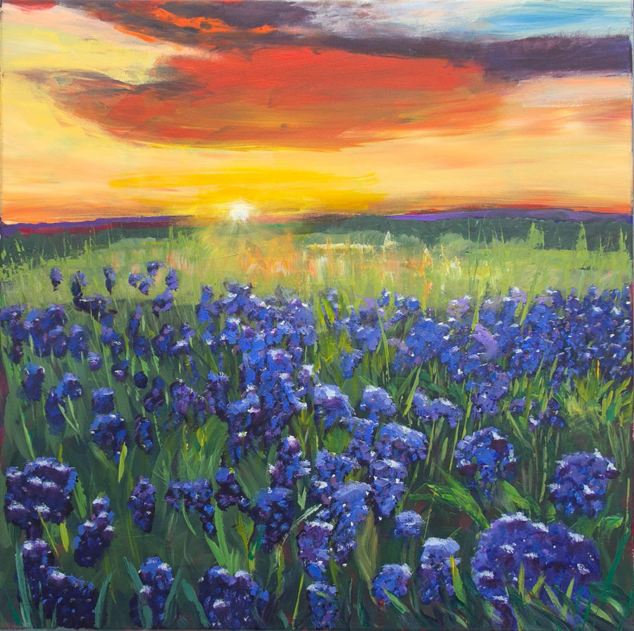 Bluebonnets at Sunset